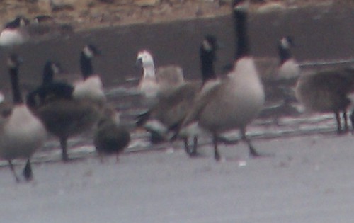 Odd Goose | by robfergus