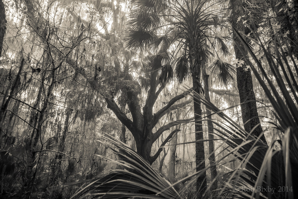 Paynes Prairie Preserve State Park Trail