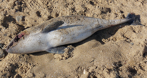 Porpoise at Walton | Two dead porpoises at Walton on the ...