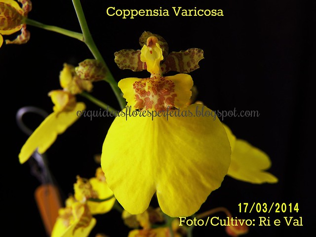 Coppensia varicosa