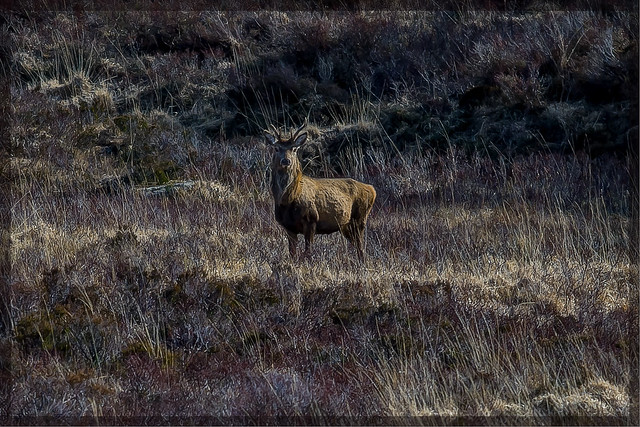 Wary stag on Sannox Glen, Arran