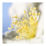Kerria japonica Alba