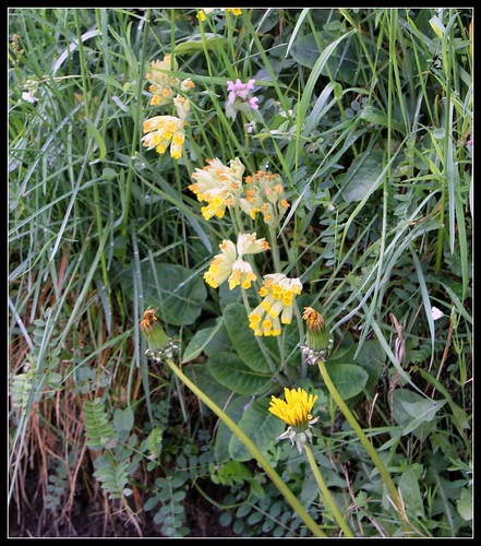 Primula veris, Primula elatior et hybrides - primevères 33409526763_78cdc8eaa2