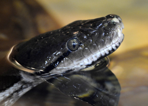 Reticulated Python | by Liger 77 (R. Lewis)
