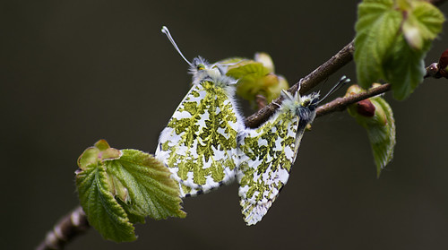 Orange Tip mating | by PhilDL
