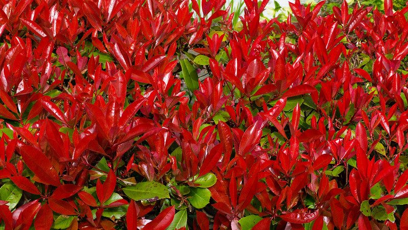 Red leaves:pieris