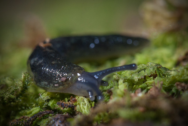 Slithery Slug