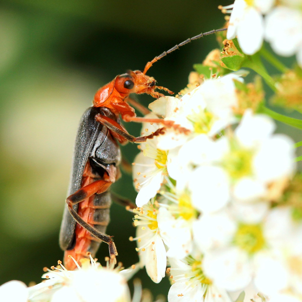 Crester Insect Insects | Flickr