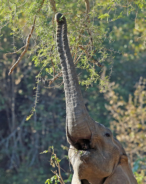 African Elephant, South Luangwa, Zambia