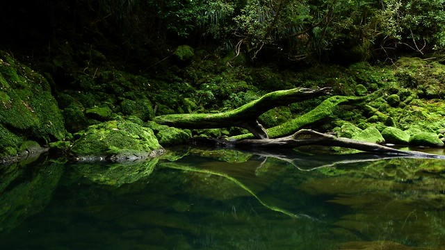 Bullock Creek, Paparoa National Park, West Coast, New Zealand