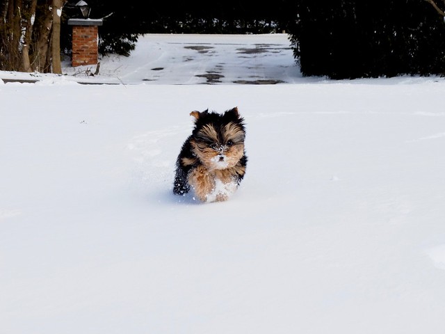 Belle loves snow