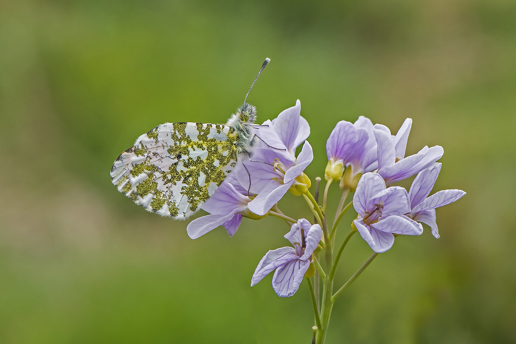 Orange Tip (Anthocharis cardamines)