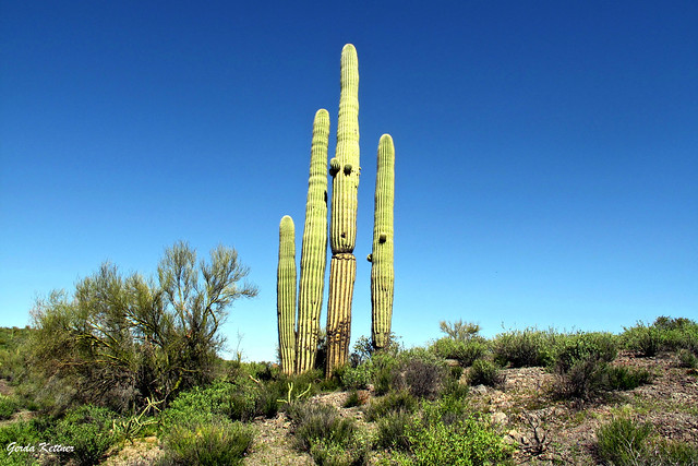 Saguaros in the early morning sunlight at First Water