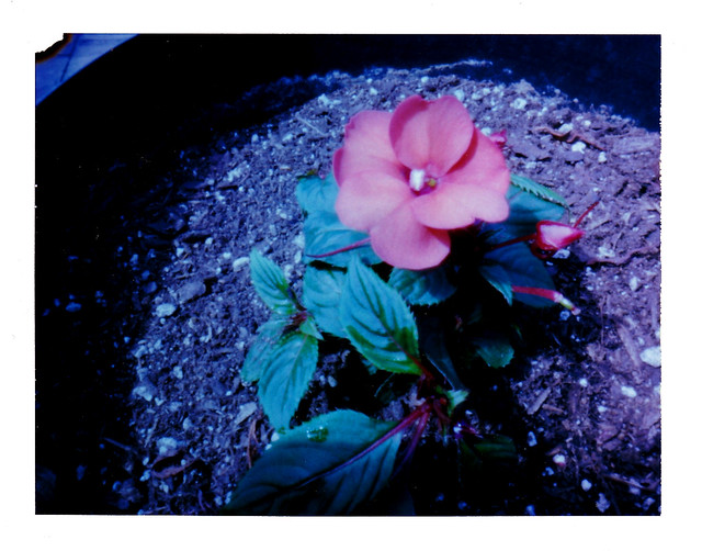 Flower Polaroid Pinhole