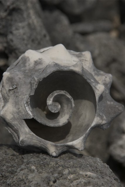 sea snail's shell