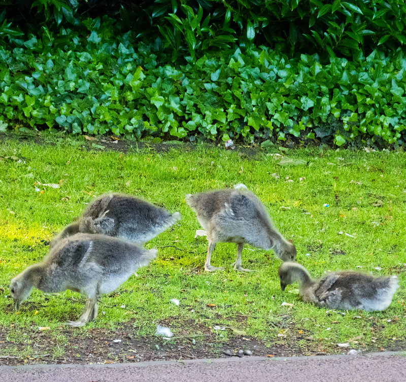 Goslings eating