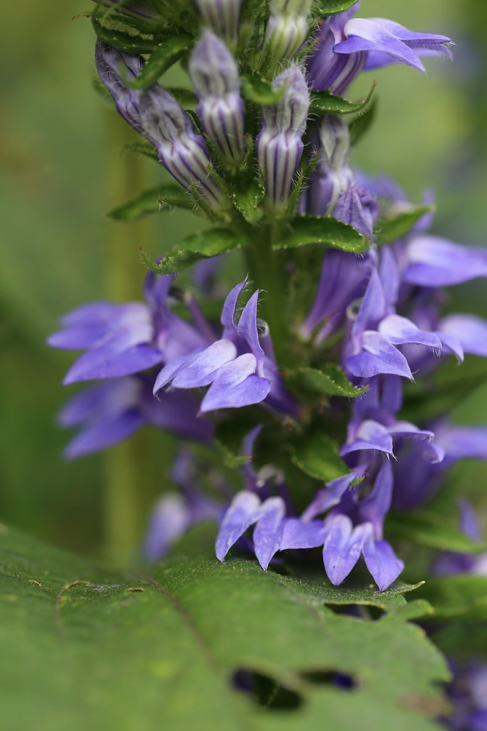Lobelia siphilitica floral detail | dogtooth77 | Flickr