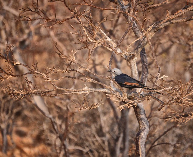Socotran Starling (f).