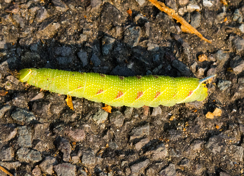 Lime hawk moth caterpillar