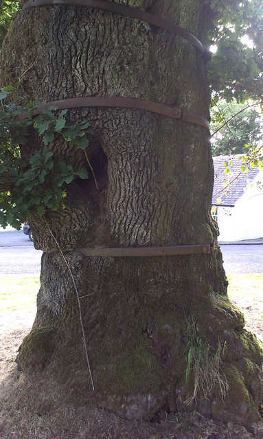 Balfron Oak trunk