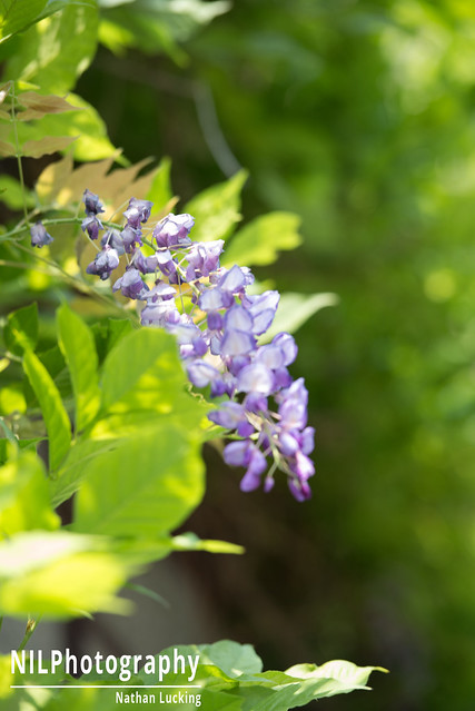 Purple climber flower