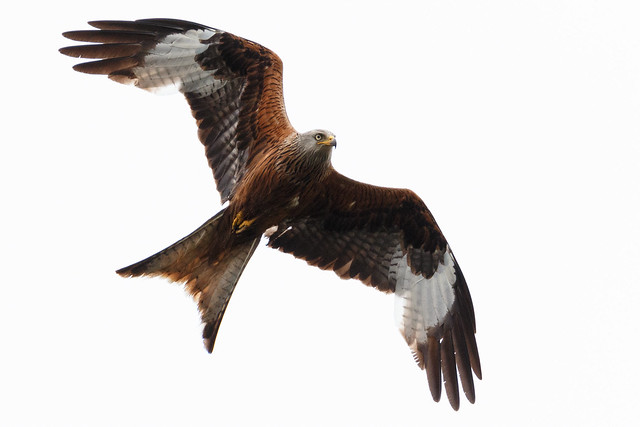 Magnificent Red Kite