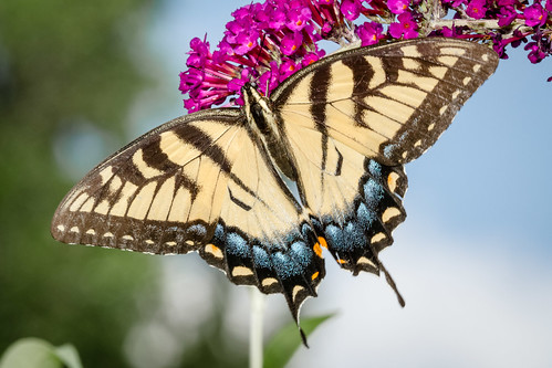 macro home us pennsylvania butterflies content insects places technical folder swallowtail easterntigerswallowtail takenby chestercounty 2015 peterscamera petersphotos canon7d 201507july 20150720homemacro