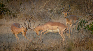 Fighting Male Impalas - South Africa | by petechar
