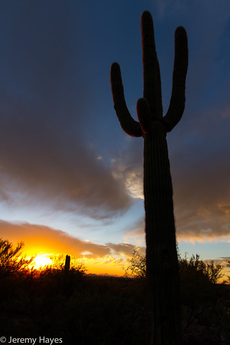 sunset arizona saguaro