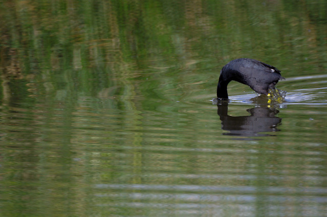And again was submerged Coot