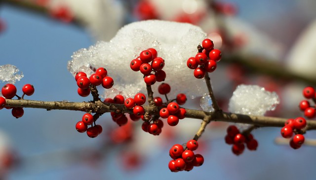 138e snowy berries of winter