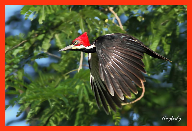 (157a) Crimson-crested Woodpecker - [ Cartagena, Columbia ]