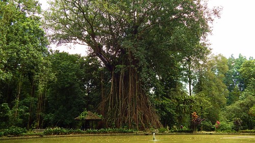 park tree nature forest garden giant indonesia botanical big ngc roots canary root banyan bogor beringin