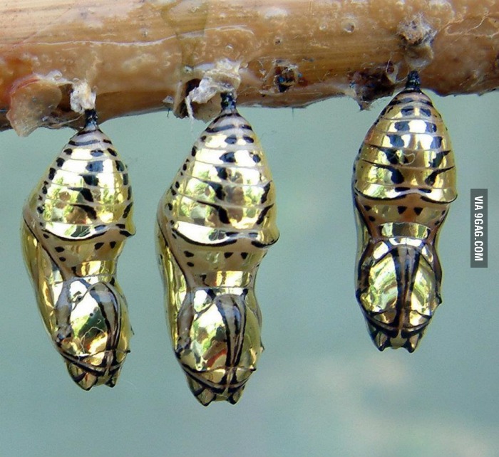 Beautiful-The-chrysalis-of-the-Metallic-Mechanitis-butterfly-from-Costa-Rica