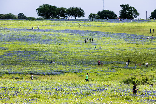 texas chappellhill washingtoncounty wildflowers field tree postoak pond bluebonnets landscape sky spring lupinustexensis texaslupine texasbluebonnet quercusstellata wyojones