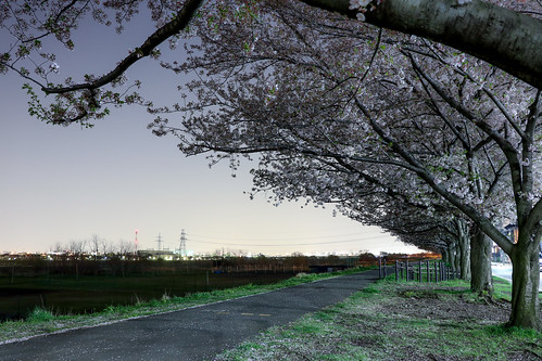 spring 東京 sakura ngc hanami 花見 cherry 桜 cherryblossom japan tokyo 多摩川 夜桜 tamagawa inagi nightview 稲城市 春