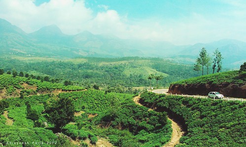 lush green tea gardens plantation hills mountains nature landscape sky pathways