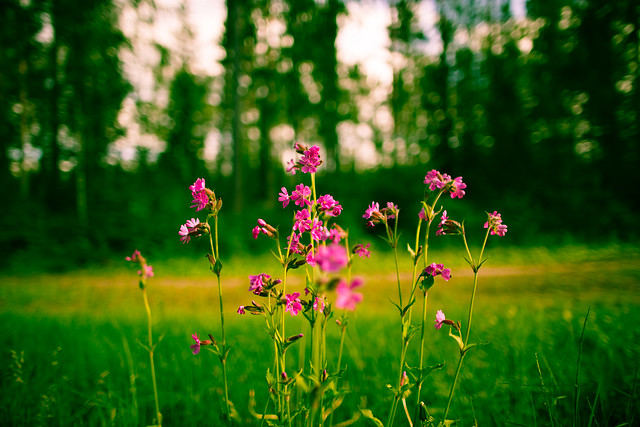 Exploring flora in finland [1/3]
