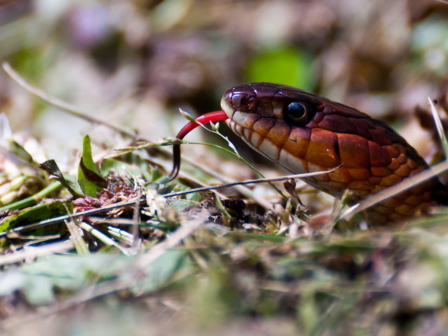 Red-Sided Garter Snake Tastes the Air 1