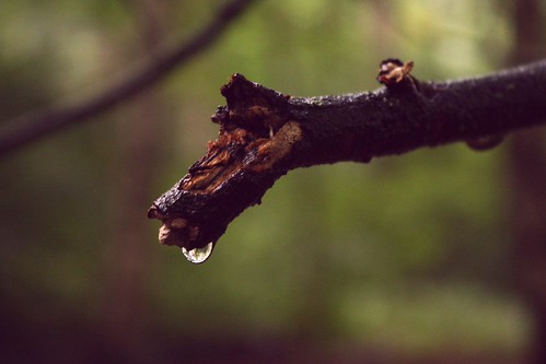 drip drop | by Annie Barnes