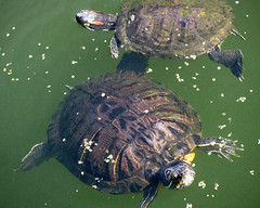 Turtles II
