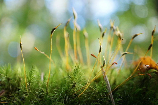 Moss In The Forest