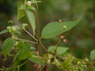 Blainvillea acmella