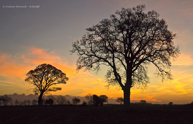 Two trees, Aylsham, Norfolk, explored, thank you for over 22,000 views, and 1200 comments