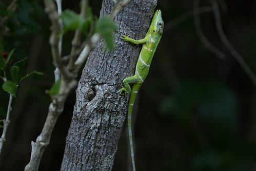 NU5A9651 | Chipojo azul de Santa María Anolis equestris poti… | Flickr