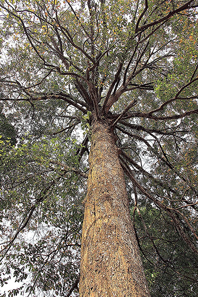 Anthoshorea roxburghii - Meranti temak nipis | Sungai Buloh,… | Flickr