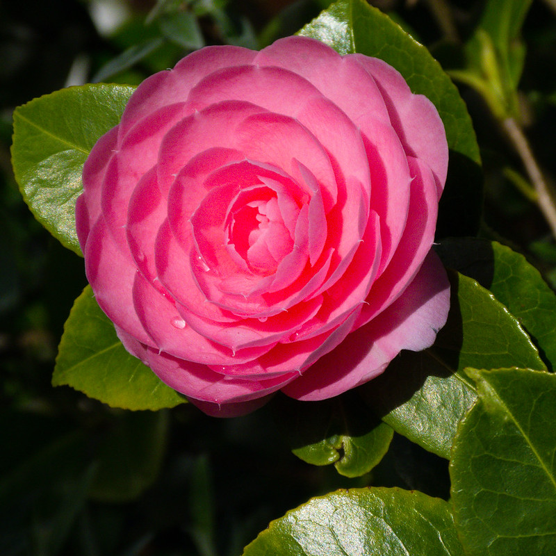 Pink camelia