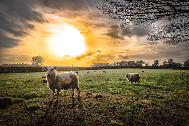 Cheshire Sunset