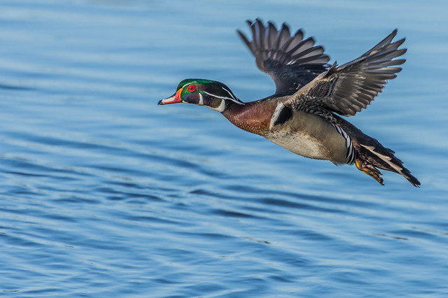 Canard branchu en vol / Wood duck in flight