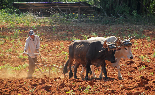 Ox Plough Vinales Valley Cuba